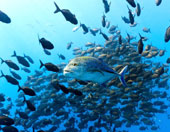 Discoveries Half Marathon